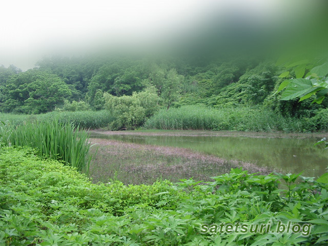 新規開拓で見つけた良さそうな池