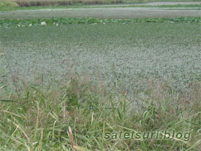 秋の雷魚遠征3日目 有名らしい場所