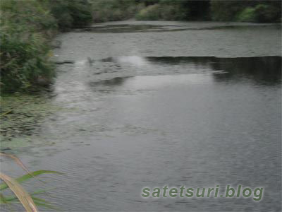 今年最後の雷魚釣り。移動先の場所