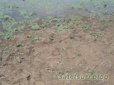 お盆の雷魚遠征3日目 平成23年。減水している池