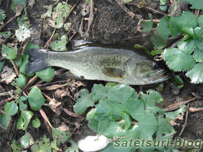 お盆の雷魚遠征4日目 平成23年。果敢に挑んできた小バス。