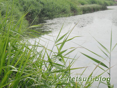 菱は生えているものの外れの皿池