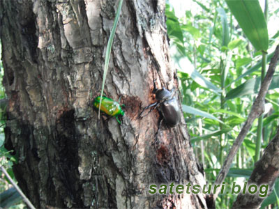 途中で見つけたカブトムシ