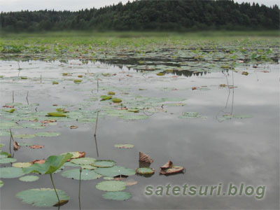 最終日の釣り場、広い蓮の池