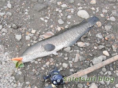 最後の最後（延長込）で釣れた雷魚