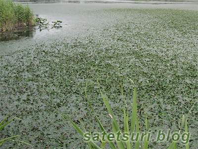 海の日連休初日に入った菱の池