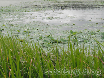 雰囲気抜群の池