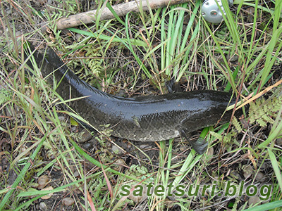 3本目の雷魚