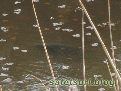 生え始めの菱の間に浮かぶ鯉。