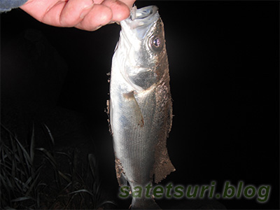 ウナギ狙いで釣れてきたセイゴ。