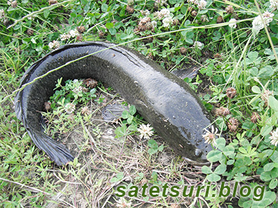 70cmをちょっと超えたぐらいの雷魚