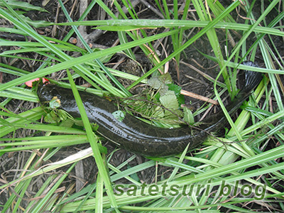 小雨の降る中ピンクのおマンズ様で釣れた雷魚