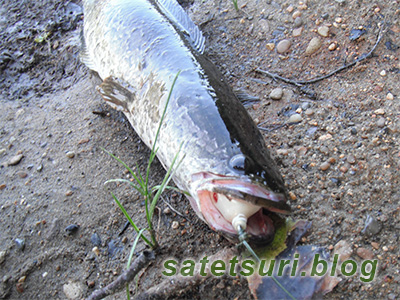 セサミのドロップをガッツリ咥えたチビ雷魚