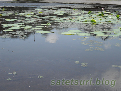 蓮の間に菱が浮かぶ池