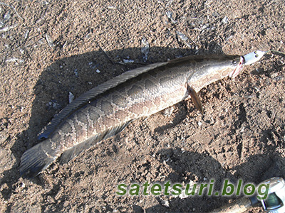 2日目に釣った雷魚3