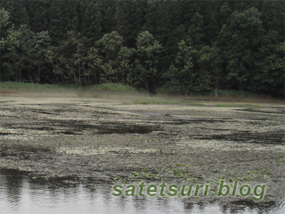 新規開拓で寄った雰囲気の良い池