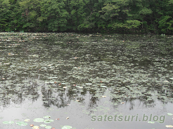 2日目最初に釣りした池