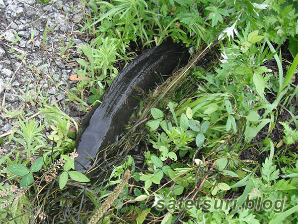 セサミドロップのピンクで釣れた雷魚