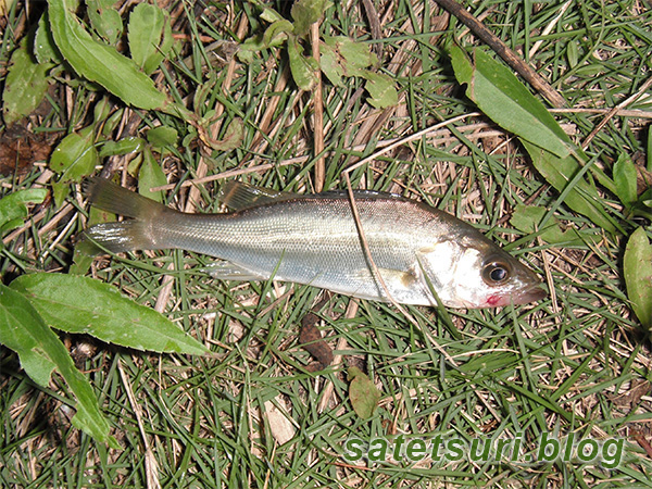 ウナギ狙いで釣れてきたちびっこセイゴ。