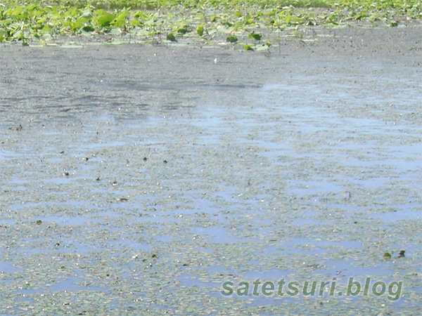 平成28年東北雷魚遠征で釣りした池1