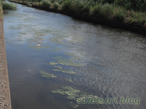 平成28年東北雷魚遠征で釣りした池11