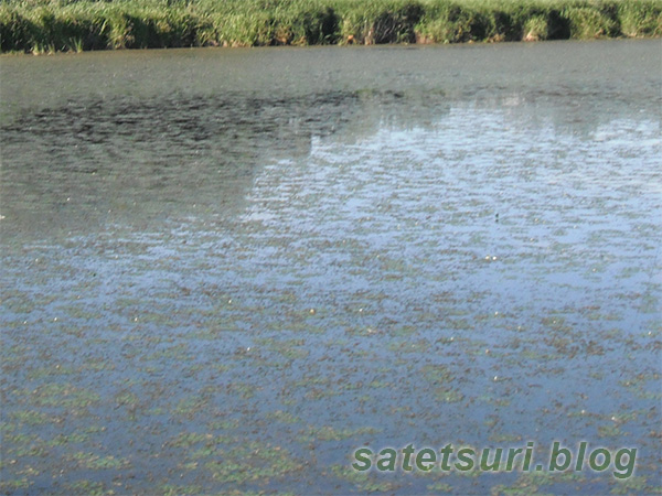 平成28年東北雷魚遠征で釣りした池12