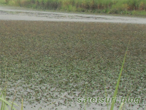 わしゃわしゃの菱の池