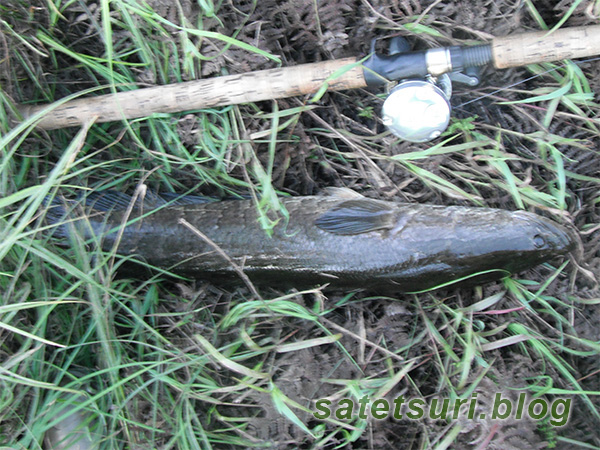 遠征初日で釣れた2匹目の雷魚