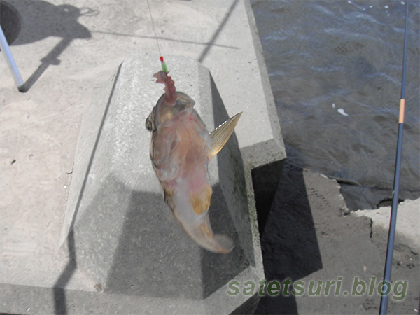 延べ竿で釣れたハゼ