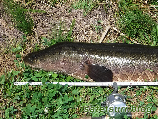 デコが盛り上がった太い雷魚