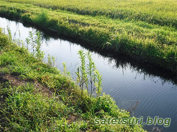 以前も鮒釣りをした水路