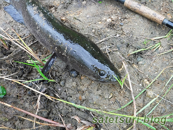 セサミの白で釣れた雷魚