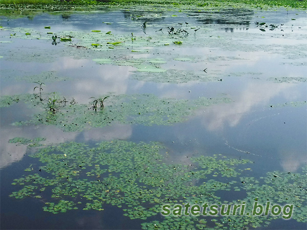 風もなく水面が穏やかな蓮の池