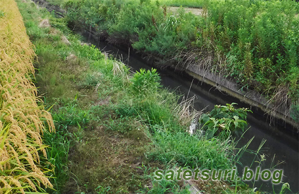 前回も釣りした水路