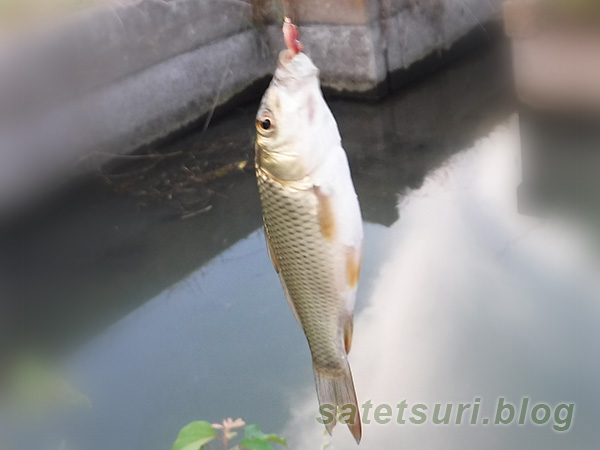 鮒だと思っていた魚