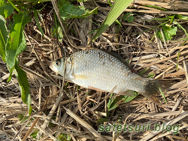 小鮒が釣れました