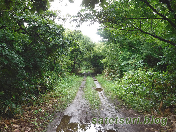 2日目は新規開拓の旅から。森の中を抜ける細い道