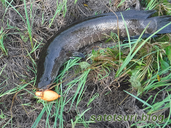 45cmくらいのちびっこ雷魚