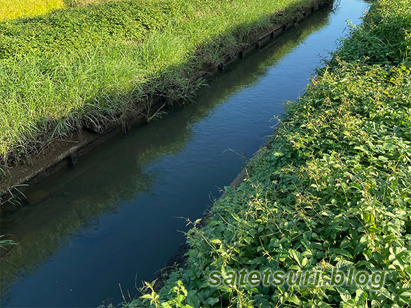 釣れそうな雰囲気はある用水路