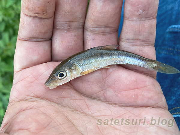 ニゴイの幼魚かツチフキか