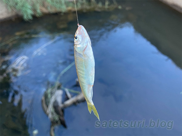 1投目で釣れたオイカワ