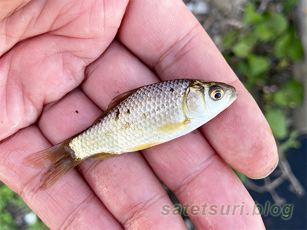 釣れた小鮒