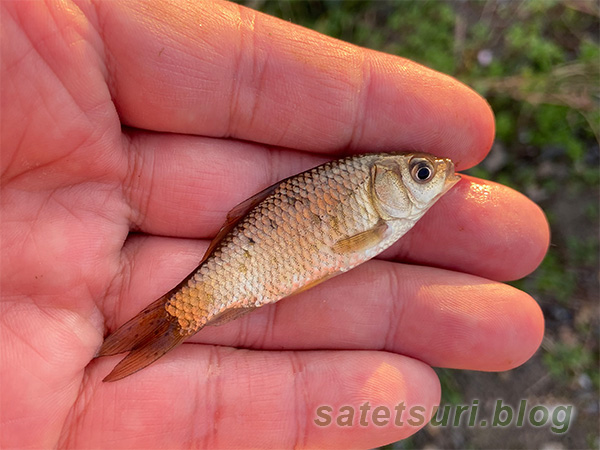 釣りを始めて早々に釣れた小鮒