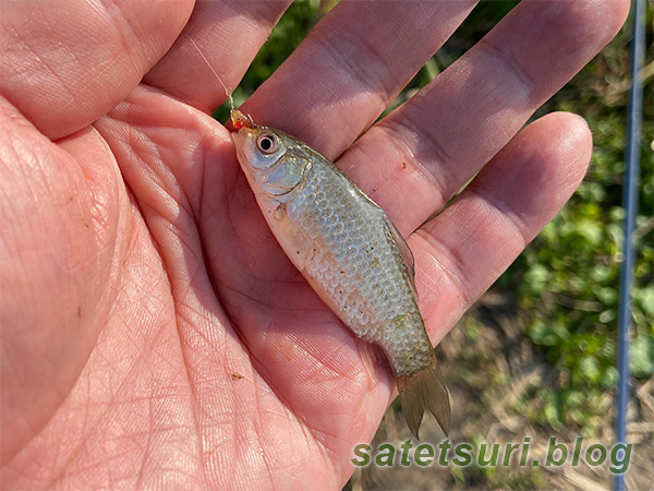 3匹目に釣れたのは待望の鮒