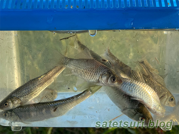 この場所はオイカワが良く釣れた