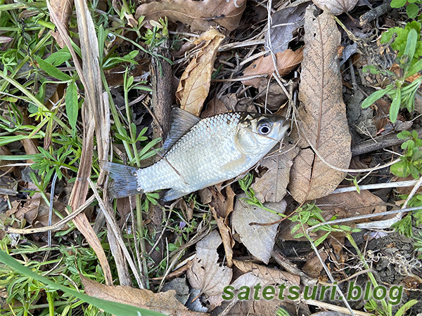 下見に行った場所で釣れた鮒