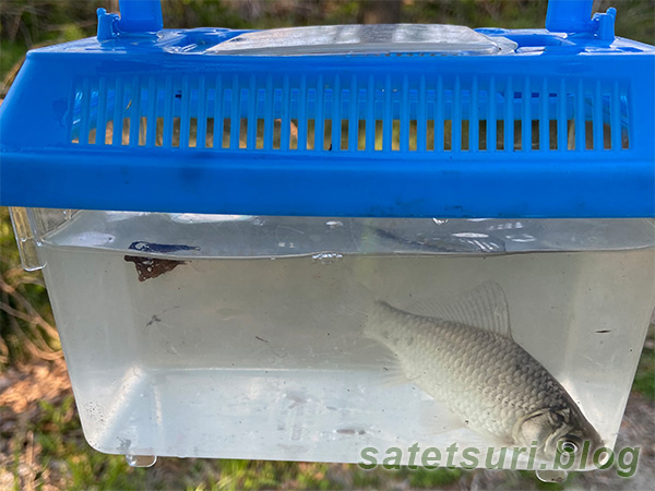 1匹目で釣れたのは鮒