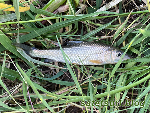 用水路で釣れたニゴイ