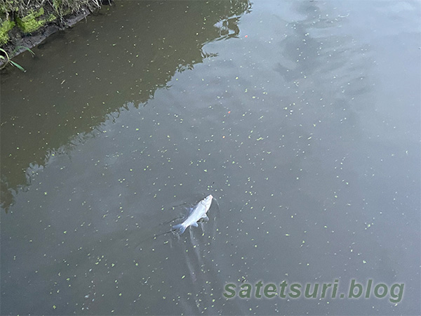 釣りあげられなかった良型のマブナ