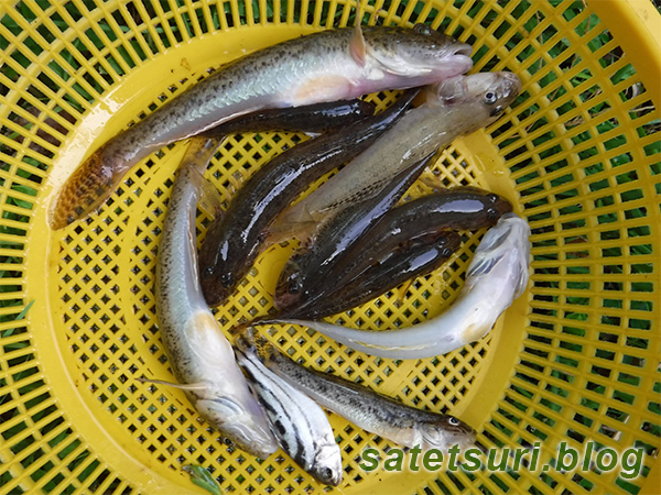 大小のハゼ10匹の釣果